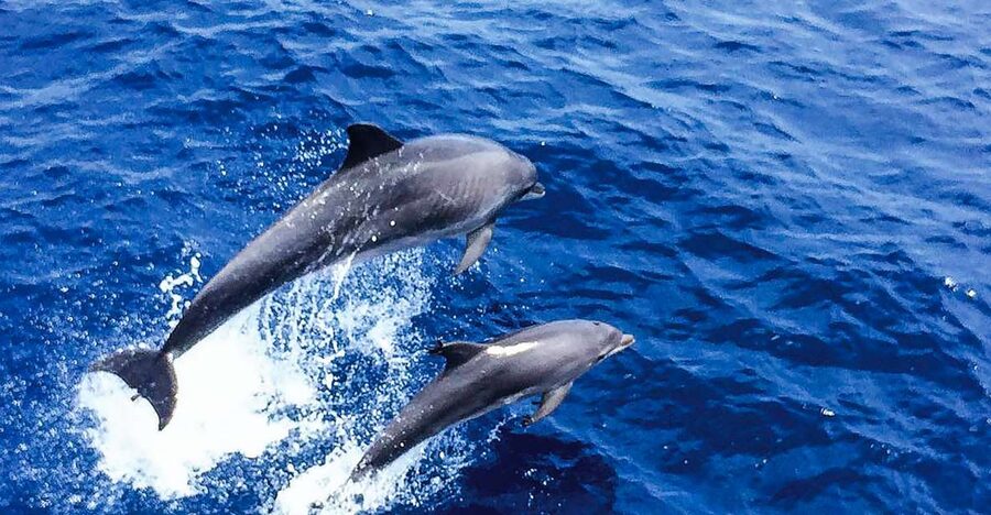 Mallorca: Dolphin Watching Cruise - Key points to know before booking