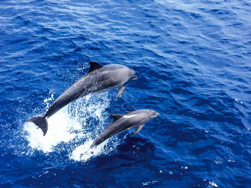 Mallorca: Dolphin Watching Cruise - Setting out from Paguera or Santa Ponsa