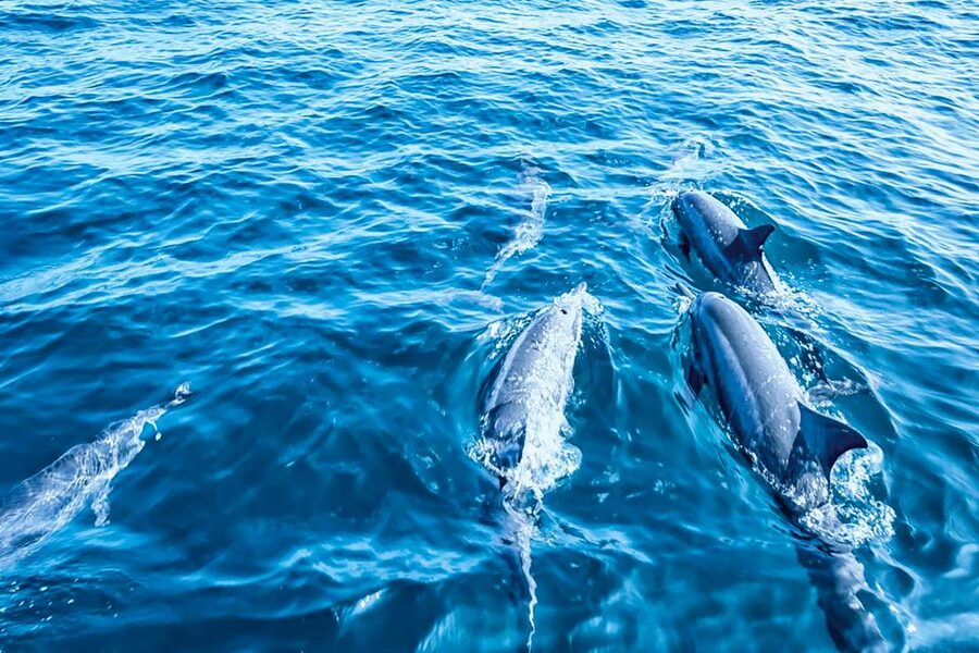 Mallorca: Dolphin Watching Cruise - Seating, crowds, and the best place to stand