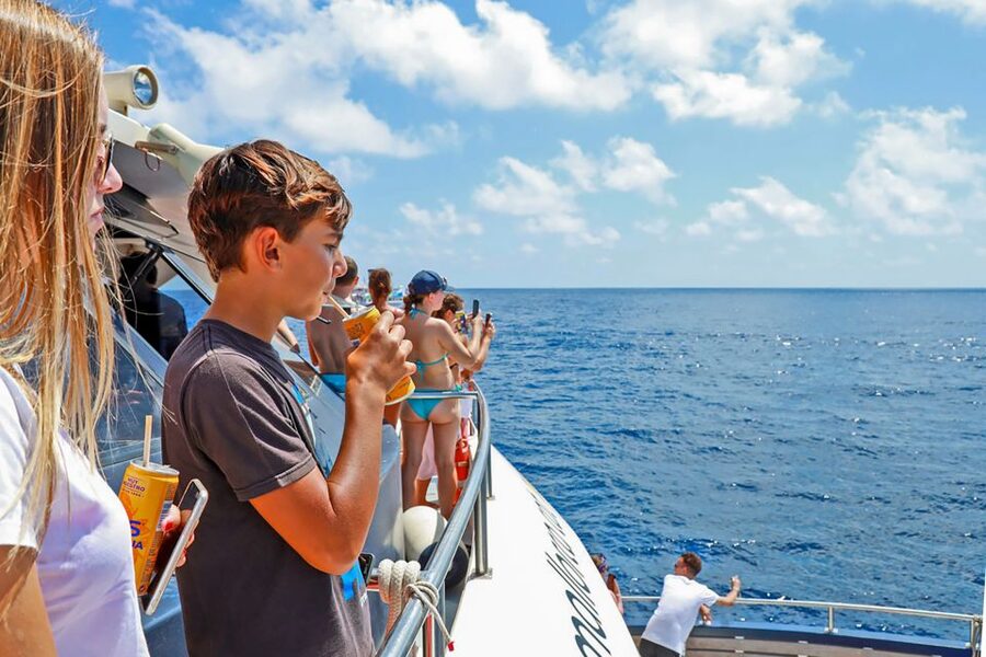Mallorca: Dolphin Watching Cruise - What the $54 price gets you
