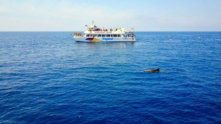Mallorca: Dolphin Watching Cruise - Who will enjoy this cruise most