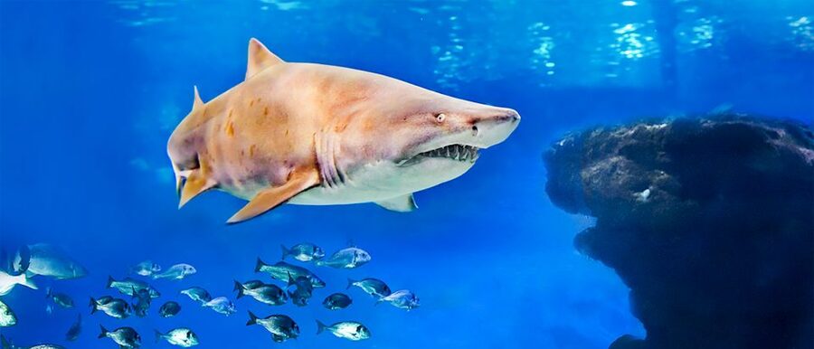 Mallorca: Palma Aquarium Entry Ticket w/ Optional 3D Cinema - Time your visit around the feeding sessions