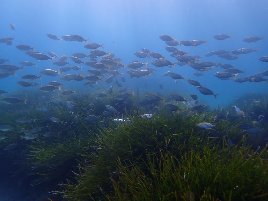 Mallorca: Snorkeling in a Beautiful Nature Reserve - When to book and what to pack
