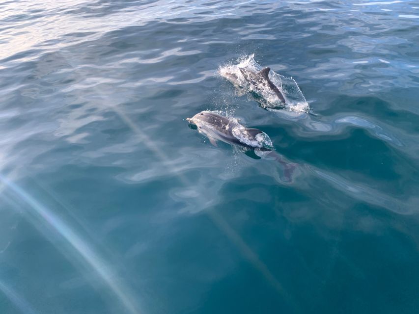 Marbella: Sailing & Dolphin Watching with Snacks and Drinks - Practical tips for a smoother outing