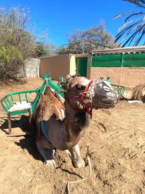 Maspalomas: Guided Camel Ride in the Maspalomas Sand Dunes - Key points to know before you go