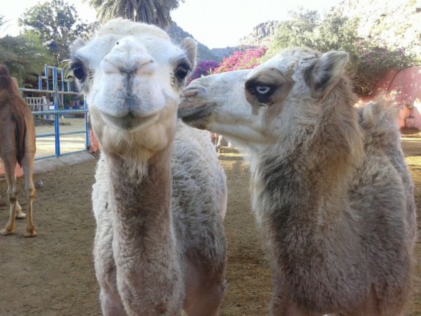 Maspalomas: Guided Camel Ride in the Maspalomas Sand Dunes - A camel ride in the heart of Maspalomas