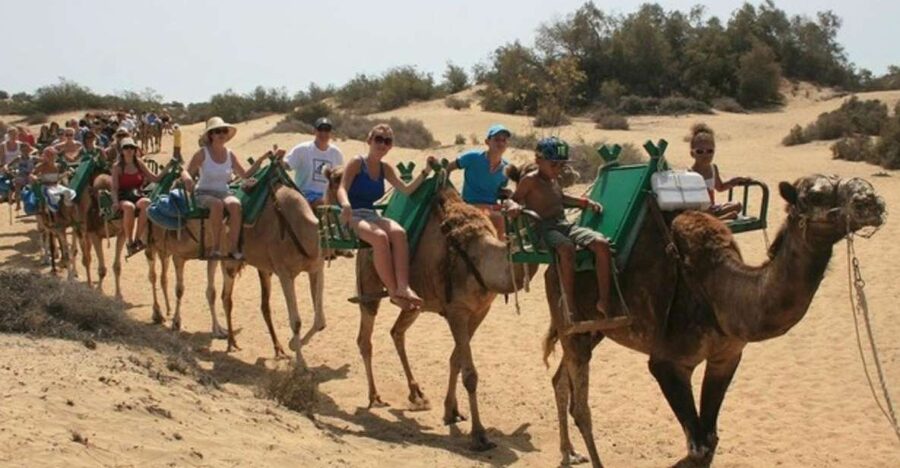 Maspalomas: Guided Camel Ride in the Maspalomas Sand Dunes - What happens before you mount