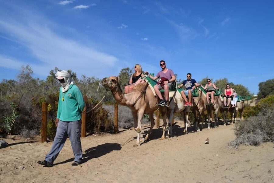 Maspalomas: Guided Camel Ride in the Maspalomas Sand Dunes - The 30-minute route through the dunes