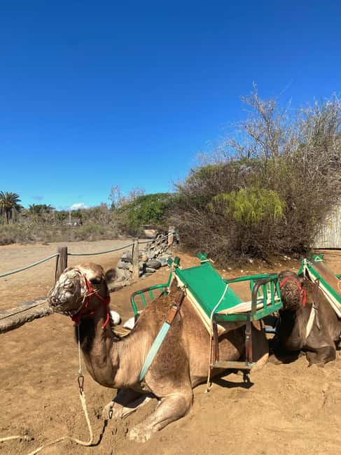Maspalomas: Guided Camel Ride in the Maspalomas Sand Dunes - Animal care and the feel of the outing