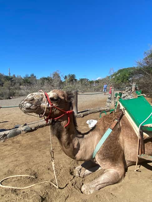 Maspalomas: Guided Camel Ride in the Maspalomas Sand Dunes - Is this a good family activity?