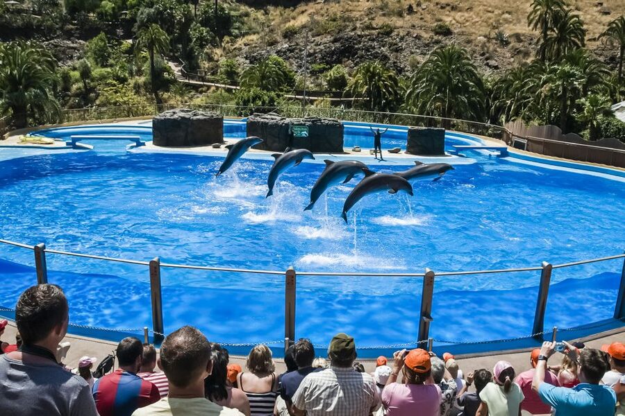 Maspalomas: Palmitos Park Ticket with Dolphin and Bird Shows - Key points to know before you go