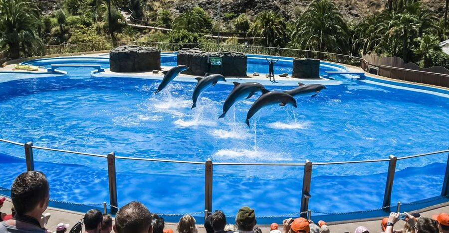Maspalomas: Palmitos Park Ticket with Dolphin and Bird Shows - A mountain park, not just a dolphin show