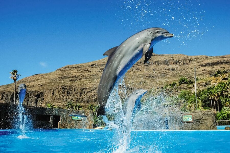 Maspalomas: Palmitos Park Ticket with Dolphin and Bird Shows - Reptiles include a large Komodo dragon