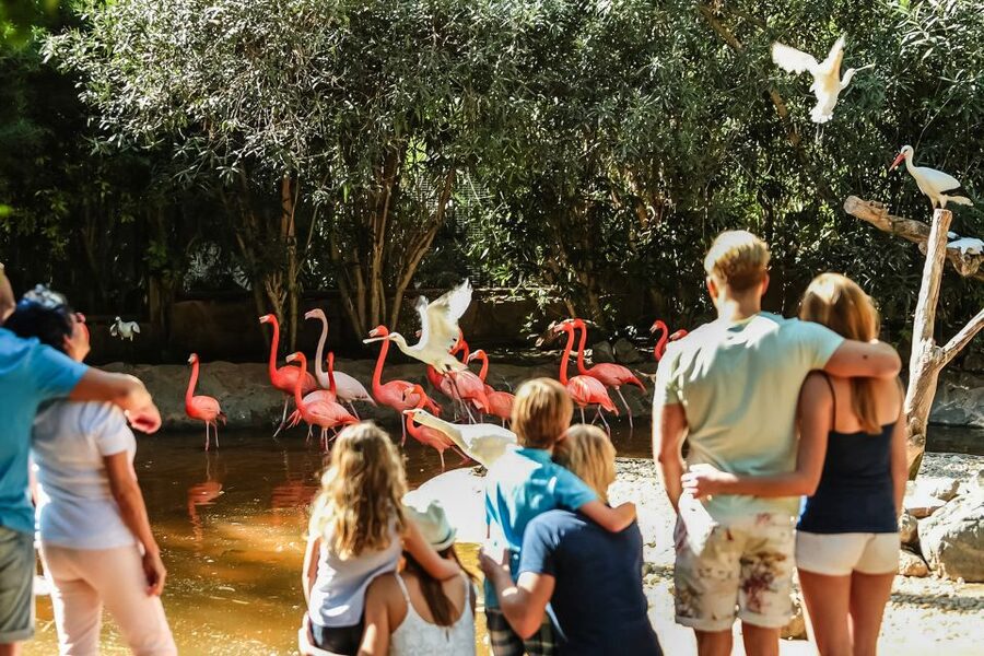Maspalomas: Palmitos Park Ticket with Dolphin and Bird Shows - Primates and smaller animals reward careful looking