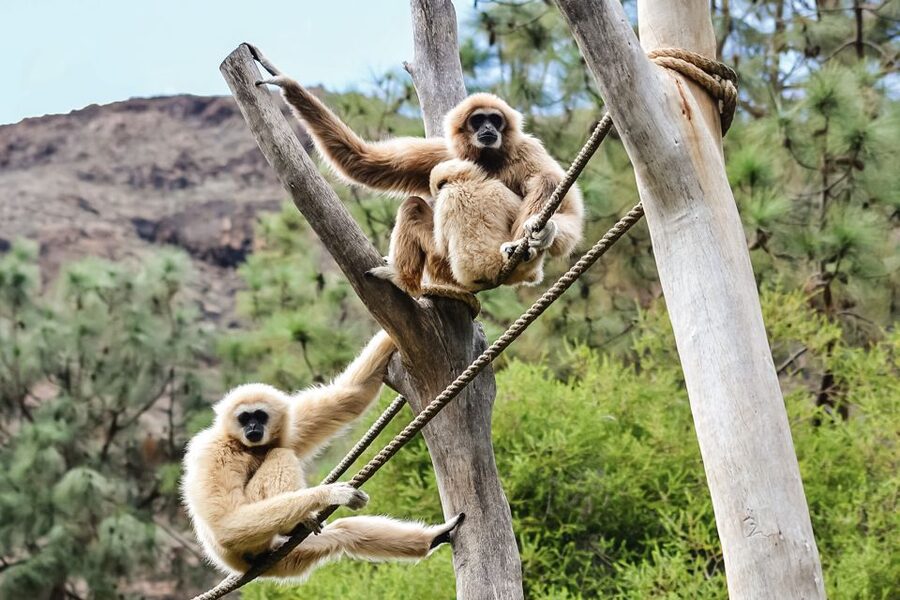 Maspalomas: Palmitos Park Ticket with Dolphin and Bird Shows - Start with the show times