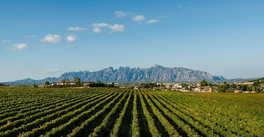 Montserrat & Cava Wineries Day Trip from Barcelona w/ Pickup - Basilica and Holy Grotto: the spiritual heart of the visit