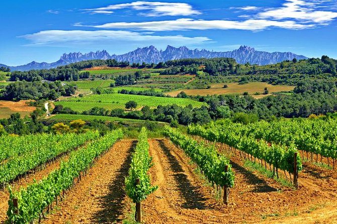 Montserrat,Vineyard, Wine Tasting Small Group Tour & Hotel Pickup - Who should book this Montserrat and cava day