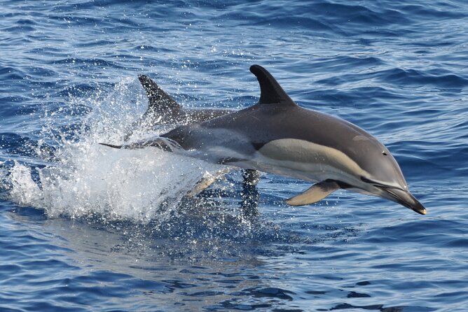 Morro Jable: 2 Hours Magic Dolphin & Whale watching with Drinks & Swim Stop. - The wildlife search: luck, timing, and patience