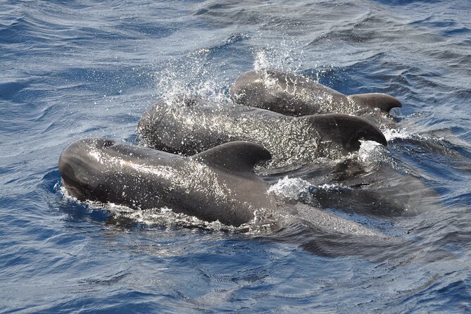 Morro Jable: 2 Hours Magic Dolphin & Whale watching with Drinks & Swim Stop. - Timing, transport, and the real length of the day