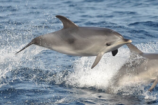 Morro Jable: 2 Hours Magic Dolphin & Whale watching with Drinks & Swim Stop. - Who will enjoy this most