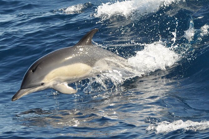 Morro Jable: 2 Hours Magic Dolphin & Whale watching with Drinks & Swim Stop. - Is $59.13 a fair price?