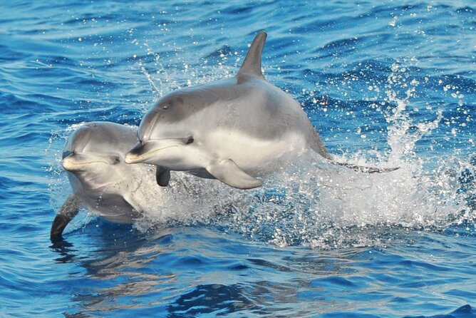 Morro Jable: 2 Hours Magic Dolphin & Whale watching with Drinks & Swim Stop. - What the fast boat ride feels like