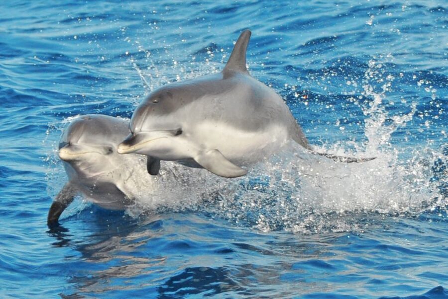 Morro Jable: Dolphin & Whale Watching Cruise, Drinks & Swim - Key points to know before sailing