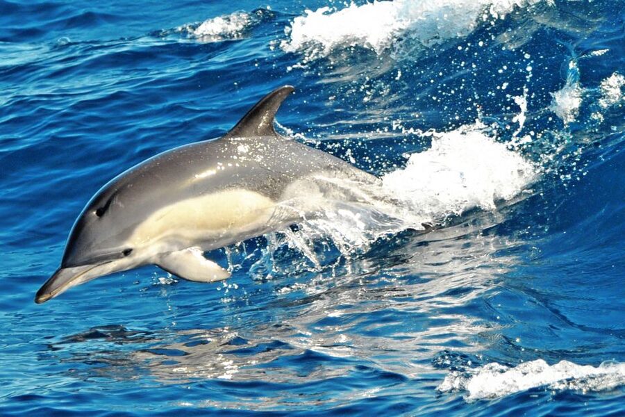 Morro Jable: Dolphin & Whale Watching Cruise, Drinks & Swim - Should you book the Morro Jable dolphin cruise?