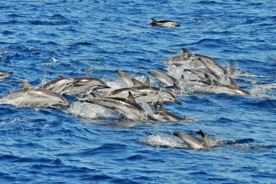 Morro Jable: Dolphin & Whale Watching Cruise, Drinks & Swim - The ride itself: fun, but prepare for Atlantic conditions