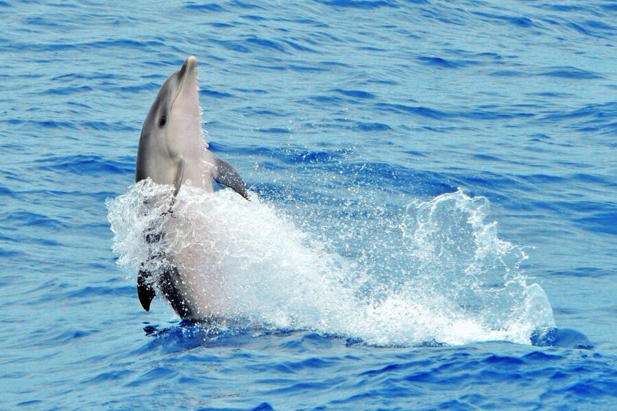Morro Jable: Dolphin & Whale Watching Cruise, Drinks & Swim - What the $58 price really covers
