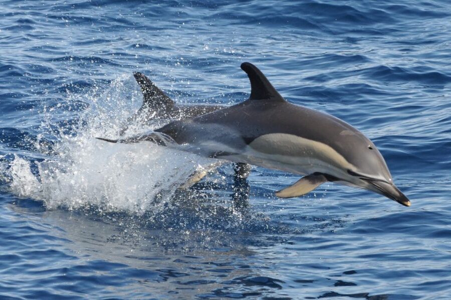 Morro Jable: Dolphin & Whale Watching Cruise, Drinks & Swim - Who will enjoy this boat trip most