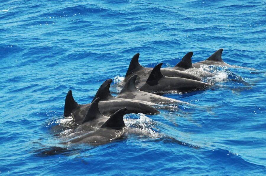 Morro Jable: Dolphin & Whale Watching Cruise, Drinks & Swim - Practical ways to make the most of it