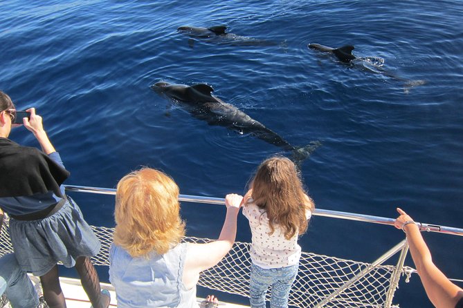 Most Famous Catamaran in Tenerife Island (2 hours and 3 hours tours) - What the two-hour sailing is really like