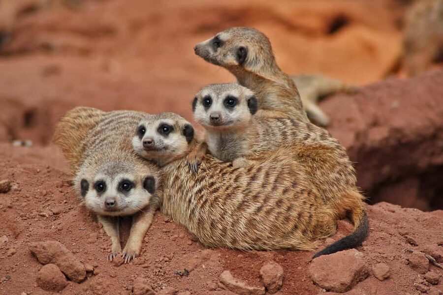 Murcia: Terra Natura Murcia Ticket Entry - Practical tips for a better visit