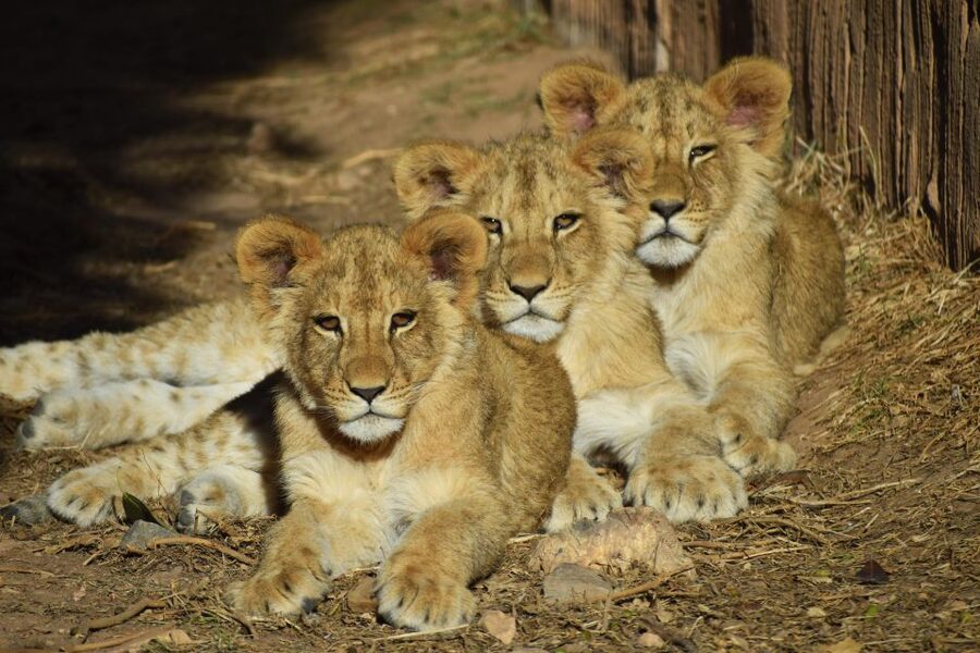 Murcia: Terra Natura Murcia Ticket Entry - Who will enjoy Terra Natura Murcia most?