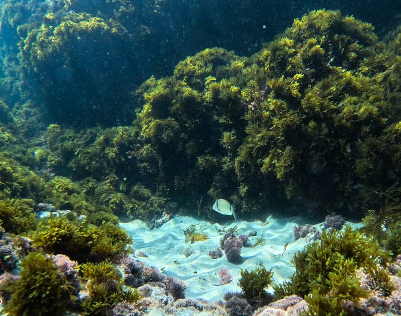 Nerja-Maro: Snorkeling & Sea Scooter Speedboat Trip - Who should book this Nerja snorkeling trip