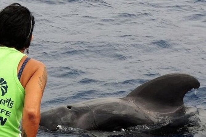 No chase Whale & Dolphin tour putting Marine Life first - we care - Key points at a glance
