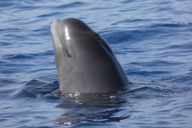 No chase Whale & Dolphin tour putting Marine Life first - we care - Setting sail from Los Cristianos