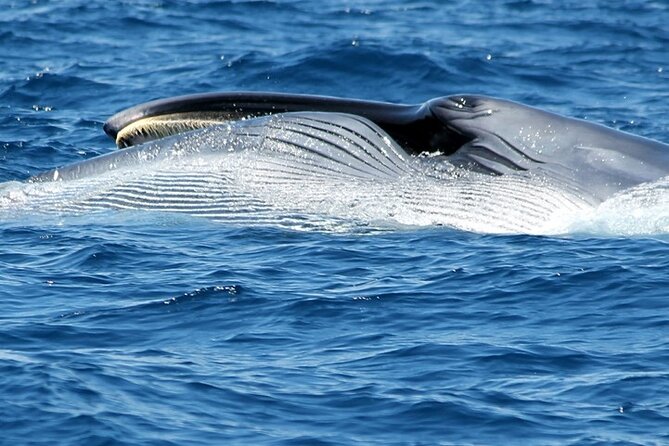 No chase Whale & Dolphin tour putting Marine Life first - we care - What the two-hour schedule really gives you