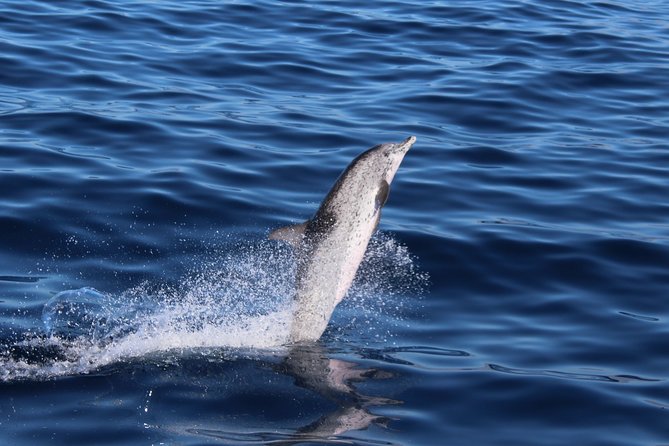 No chase Whale & Dolphin tour putting Marine Life first - we care - Is $30.23 good value?