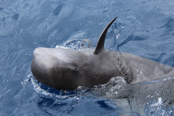 No chase Whale & Dolphin tour putting Marine Life first - we care - Booking, weather, and useful details