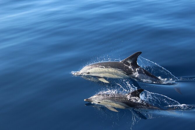 No chase Whale & Dolphin tour putting Marine Life first - we care - Pilot whales and dolphins without the pursuit