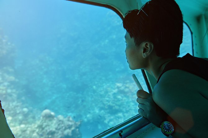 Odyssee 3: The Glass Bottom Boat Tour in Fuerteventura - Watching dolphins in Jandía Natural Park