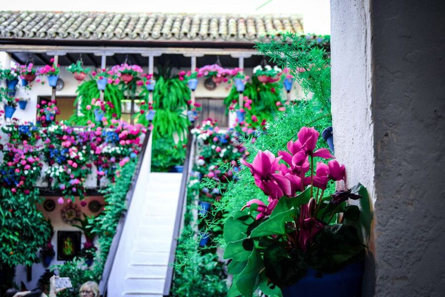 Patios of Cordoba Walking Tour - Starting at Calle Caballerizas Reales