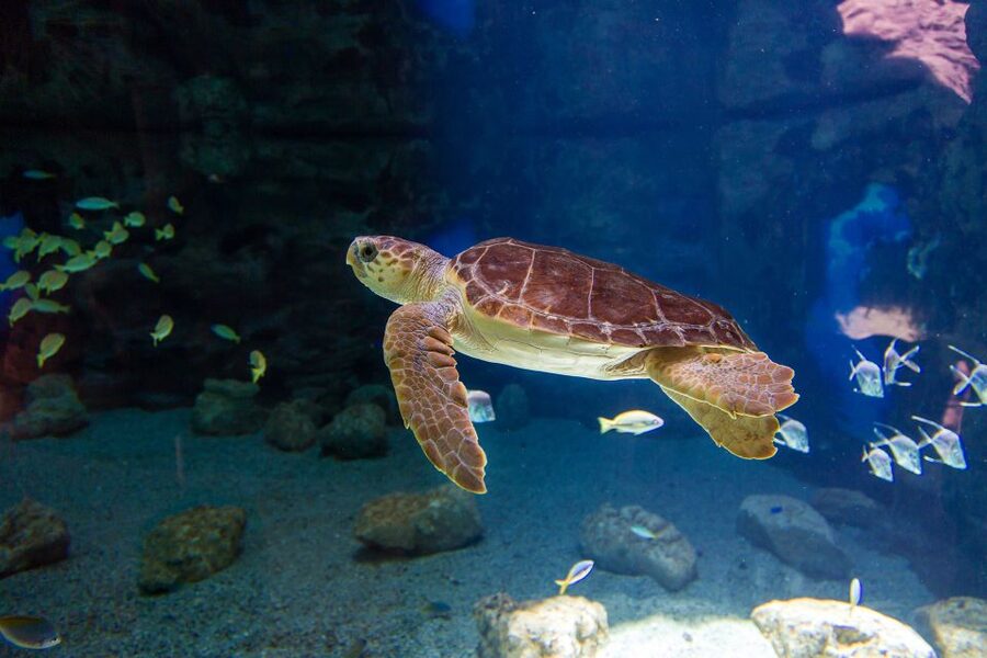 Poema del Mar Skip-the-Line Ticket - What Poema del Mar does better than a standard aquarium
