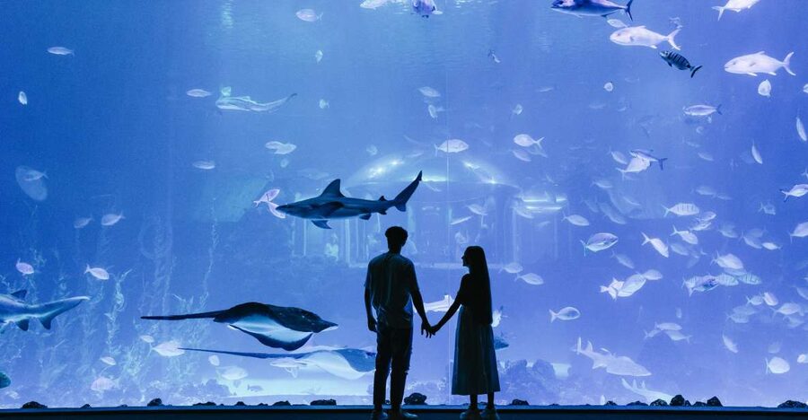 Poema del Mar Skip-the-Line Ticket - The giant curved window is the main event