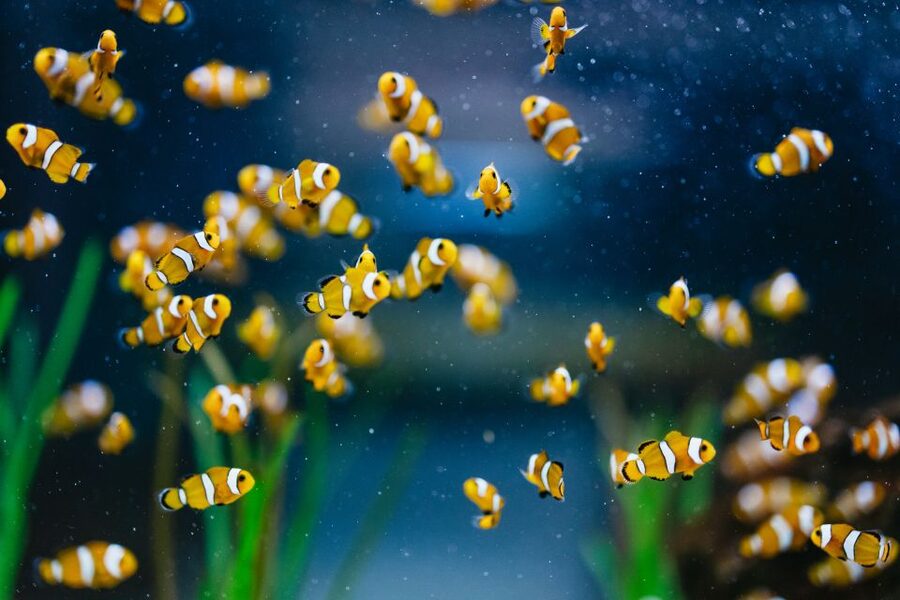 Poema del Mar Skip-the-Line Ticket - Deep Sea shows life in dark water