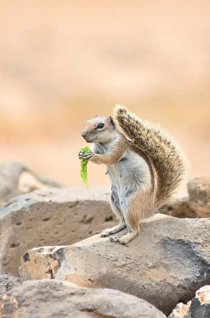 Popcorn Beach, Isla de Lobos y Dunas: ¡Popcorn Beach! - Popcorn Beach, Fuerteventura’s strangest shore
