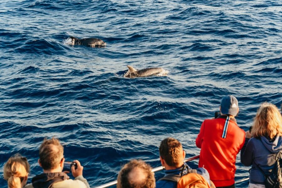Port d'Alcudia: Sunrise at Sea & Dolphin Watching Boat Tour - Finding dolphins in open water