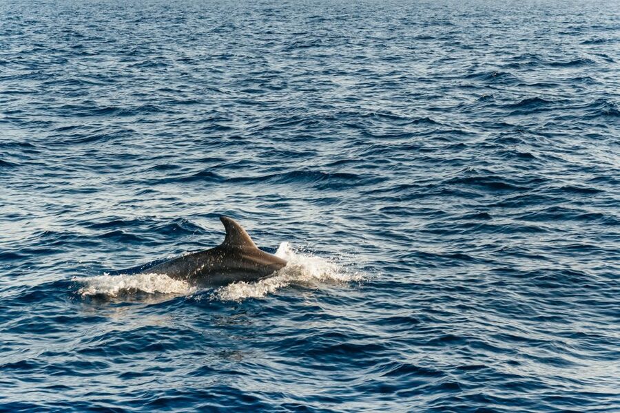 Port d'Alcudia: Sunrise at Sea & Dolphin Watching Boat Tour - Cruising back along the coast